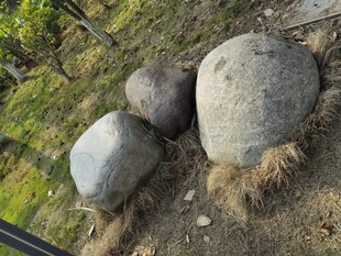 户外草地旁的几枚大石