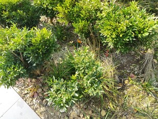 绿意盎然的灌木丛景观