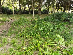 林间繁茂绿植景观
