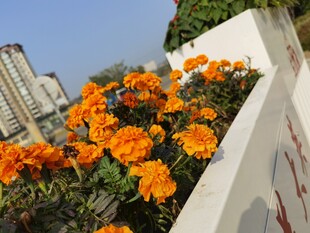 墙边盛放的鲜艳橙色花朵