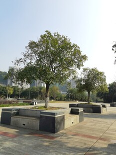 城市公园中的休憩场景