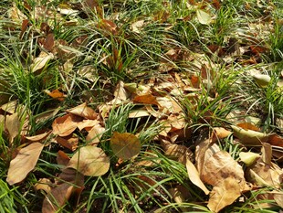 秋日草地落叶景象