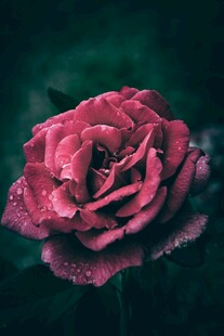 带露红玫瑰特写