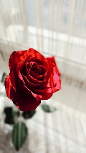 娇艳红玫瑰特写