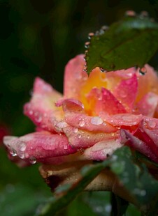 带露娇艳月季花