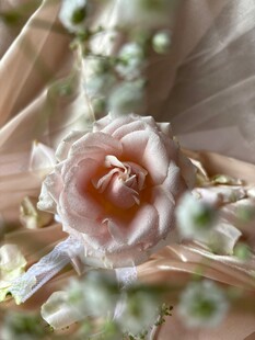 淡粉玫瑰绽放于轻柔背景