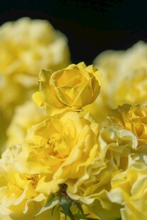 娇艳黄玫瑰绽放