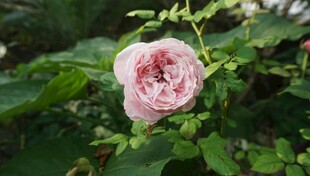 娇艳粉色蔷薇花