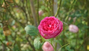 娇艳粉色玫瑰绽放