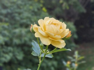 娇艳黄玫瑰绽放于绿意中