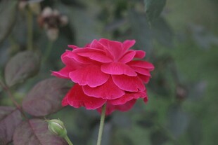 娇艳红玫瑰绽放