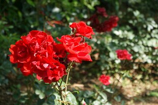 娇艳红玫瑰绽放于花丛