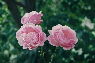 三朵柔美粉色月季花