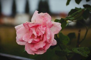 娇艳粉色月季花特写