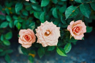 三朵粉玫瑰与绿叶相伴