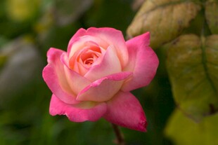 娇艳粉色玫瑰特写