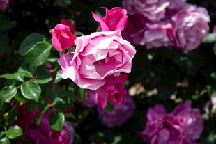 娇艳绽放的粉色月季花