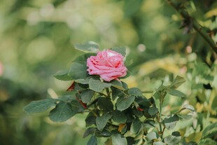娇艳粉色玫瑰绽放绿叶间