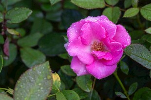 娇艳粉色蔷薇花