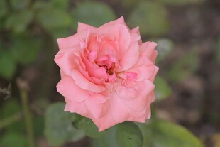 娇艳粉色单朵月季花