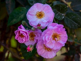 娇艳粉色月季花绽放