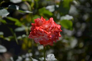 娇艳红玫瑰绽放