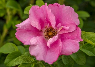 娇艳粉色蔷薇花