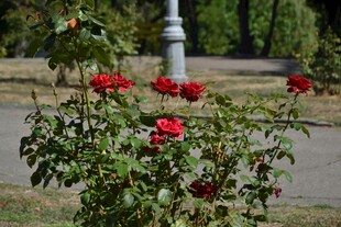 花园中绽放的鲜艳红玫瑰