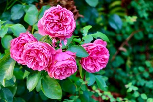 娇艳粉色玫瑰绽放