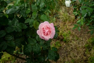 娇艳粉色玫瑰绽放于绿叶间