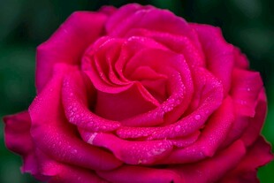 娇艳欲滴的玫红色月季花