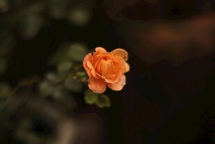 橙色单朵小花特写