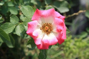 娇艳双色月季花