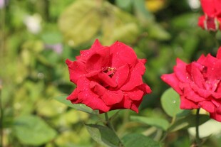 娇艳红玫瑰绽放于绿野