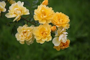 黄白小花绽放枝头