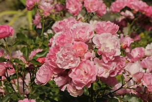 娇艳粉色玫瑰绽放