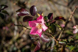 娇艳绽放的粉色花卉