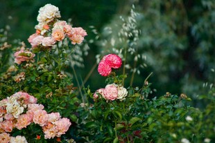 多彩蔷薇绽放于绿意间