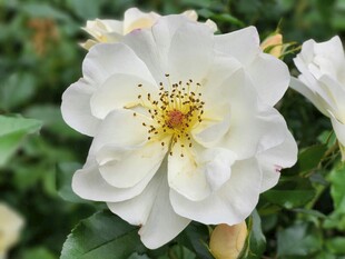 白色蔷薇花特写