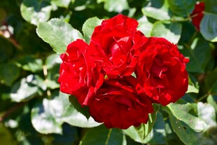 娇艳红玫瑰绽放绿叶间