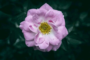 粉色娇艳蔷薇花特写