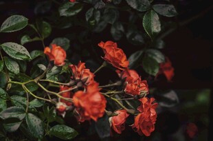 娇艳红玫瑰绽放绿叶间