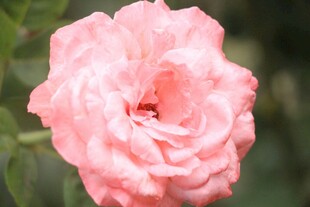 粉色娇艳月季花