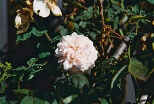 娇艳粉玫瑰绽放绿叶间