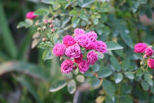 娇艳粉色月季花绽放