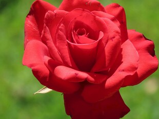 娇艳红玫瑰特写