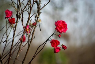 枝头绽放的娇艳红花朵