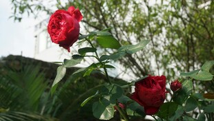 娇艳红玫瑰绽放于绿植间