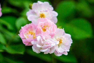 粉色蔷薇花绽放