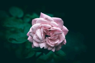 粉色娇艳玫瑰特写